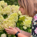 Hortenzia metlinatá (Hydrangea paniculata) ´GRANDIFLORA´- výška 20-30 cm, kont. C2L